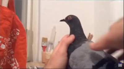 Pigeon!