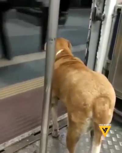 Just a dog waiting patiently to get off a train