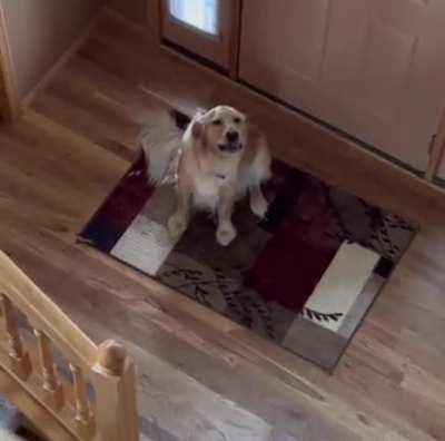 Dog thought he was home alone