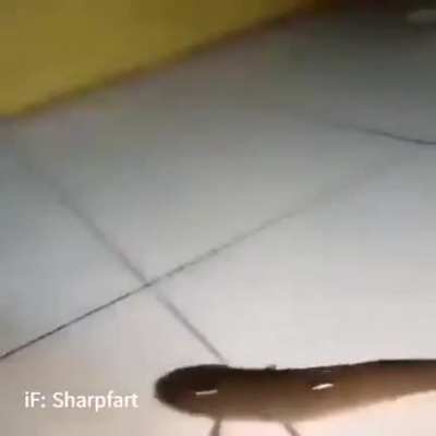 Fuck it