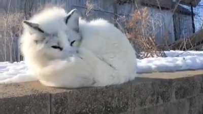 Why are marble foxes so perfect?