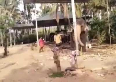 Elephant playing cricket in kerala