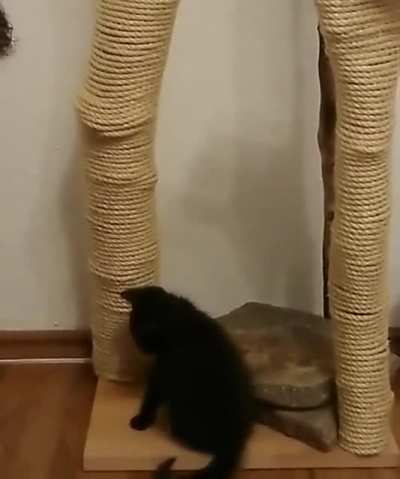 lil catculations