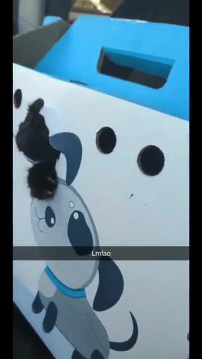 the prisoner has escaped