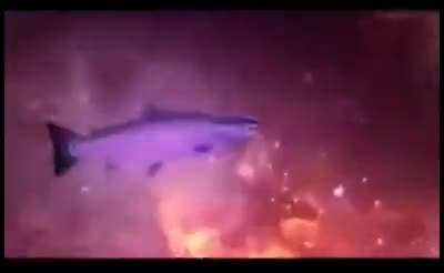 What Fish Really Experience, When Released...