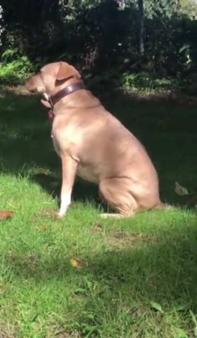 &ldquo;Leaf smell good&rdquo;