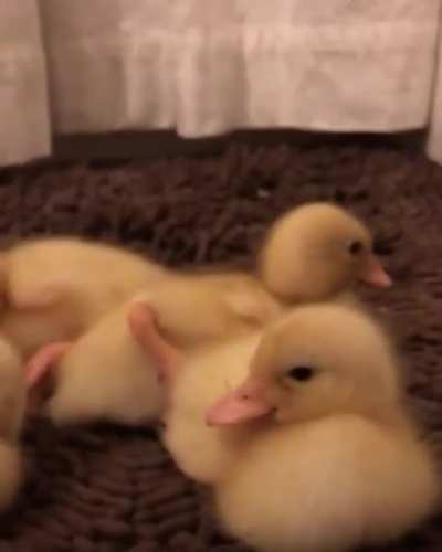 Huddle and cuddle