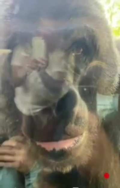 Gorilla greets zoo guests