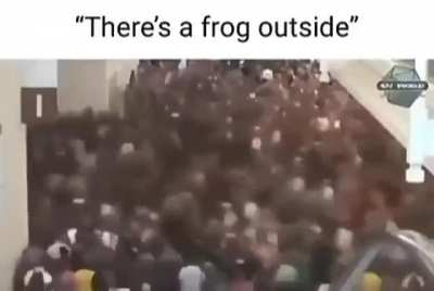 when frog