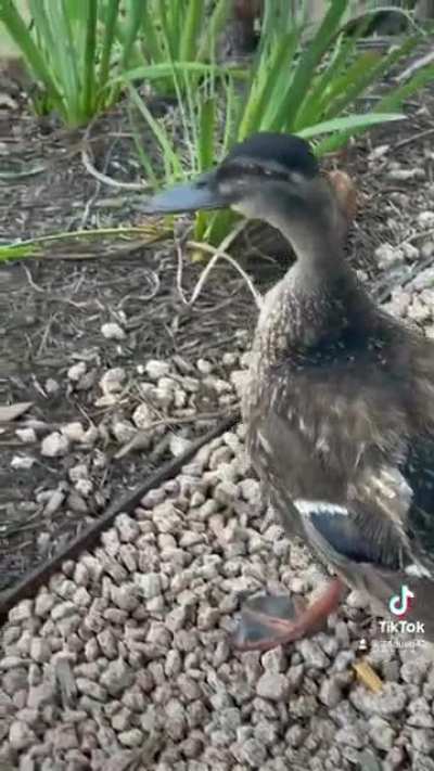 Duck Tales! aWOOooo