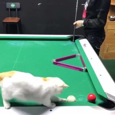 Professional Pool Player