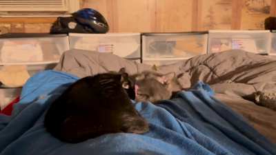 Just some relaxing quality time between brother (neb) and sister (void).