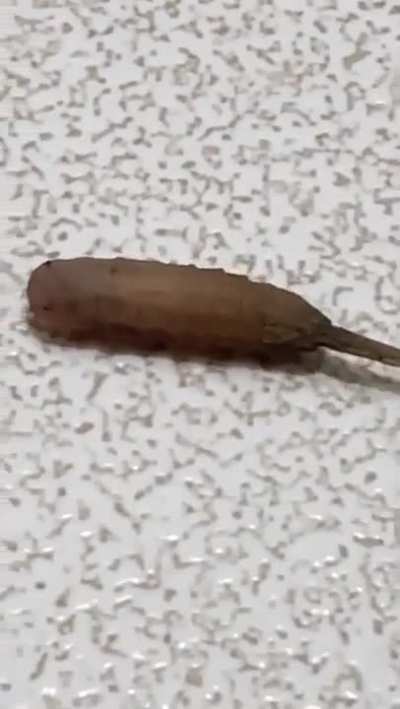 What is this