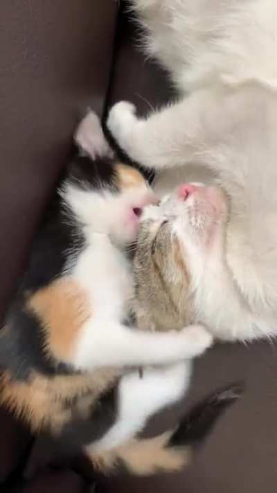 even cat moms can&acirc;t escape from pestering toddlers &eth;