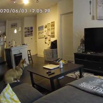 Clumsy Corgi