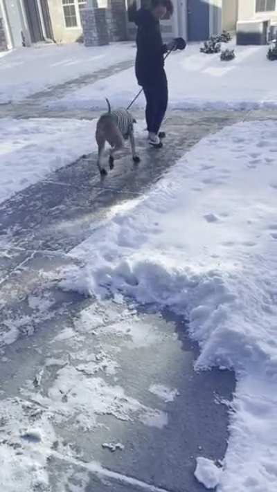 Tried to put snow shoes on our dog today&hellip;