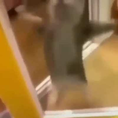 Gato saltando