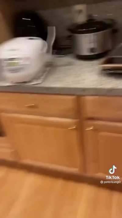Doggy desert