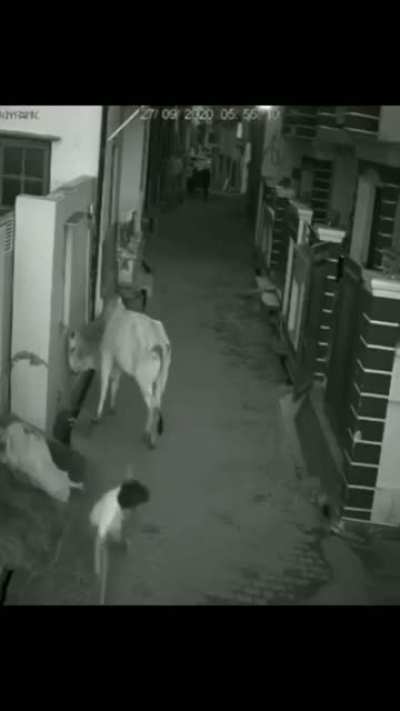 Wow! That's a full-blown attack by the bull.