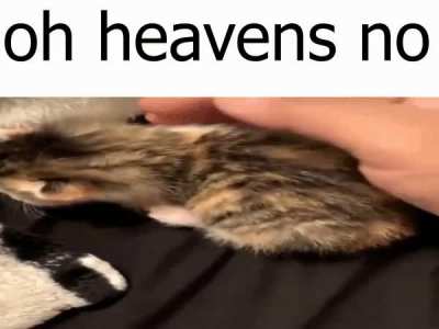 Kitty
