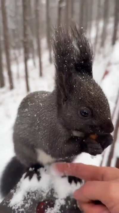 A heartwarming moment as a fluffy black squirrel eats nuts from a person&rsquo;s hand in the snow.