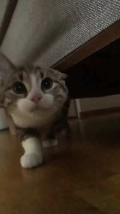 My new kitten is not allowed attention 🥺❤️