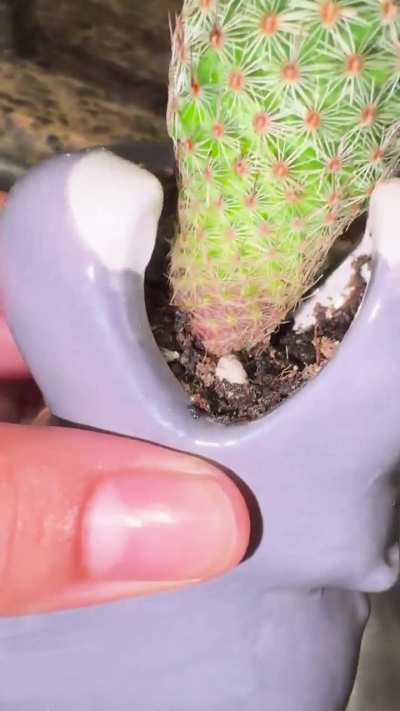 I want to be a good cacti mom