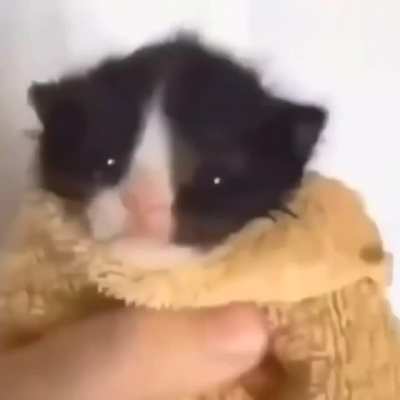 The cat :(