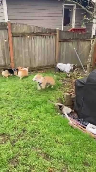 My pup was invited to our friend&rsquo;s corgi&rsquo;s 1st birthday party last week. What we didn&rsquo;t expect was all the party guests were also corgis 💀