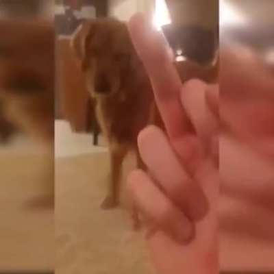don&rsquo;t flip off the doggy