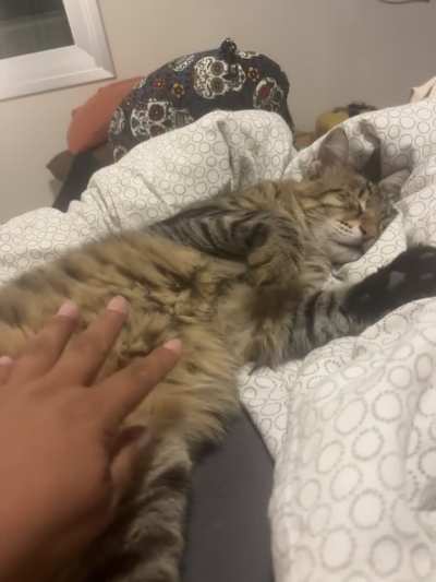 I couldn&rsquo;t resist touching the forbidden floof