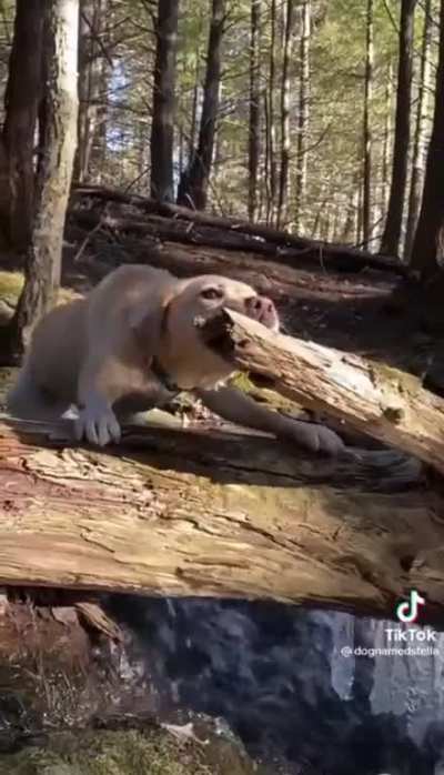 ThisLooksFun 