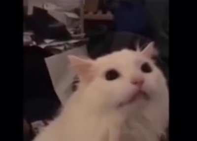 POV: YuBs viewers when he posts something besides FNF,Miitopia,Parappa or House