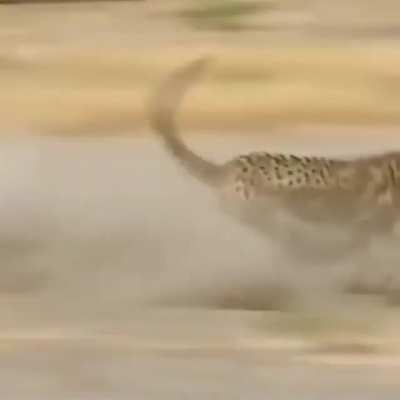 To eat the warthog