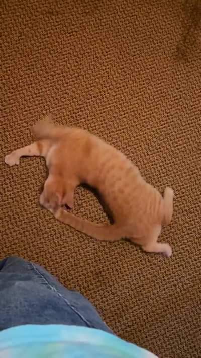 What is wrong with my cat?
