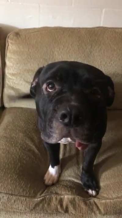 Hank is politely requesting pets