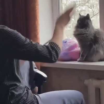 Do not the cat