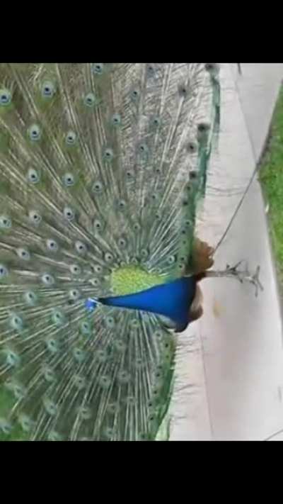 HONK (sorry for bad cropping)