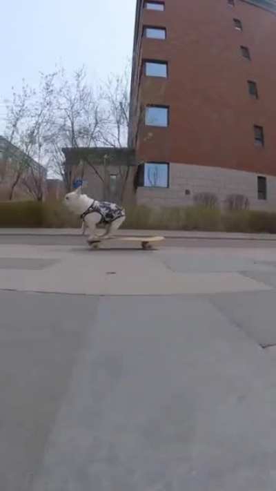 This Skateboarding Frenchie
