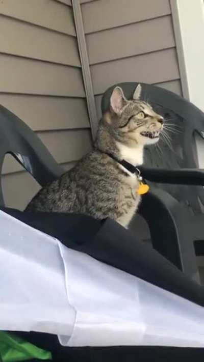 So i&rsquo;ve never seen a cat do this before. I&rsquo;m assuming he&rsquo;s my mimicking the sound of the birds he&rsquo;s trying to stalk or something? Idk. My other cat is rarely vocal at all &amp;amp; never cares for bugs or birds. Kinda freaked me out &amp;amp; found it cool at the
