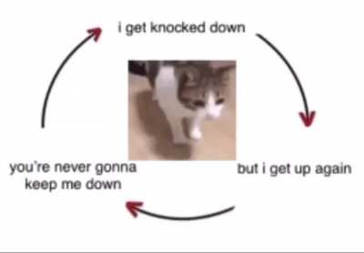 cat rule