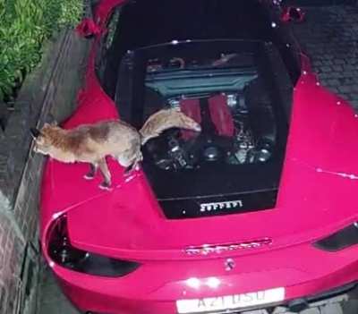 Lamborghini Fans are about to donate to the local wildlife reserve
