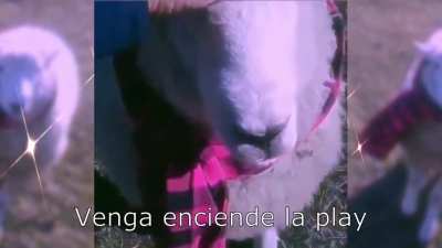 &Oacute;scar y su bufanda - ya est&aacute; subida a YouTube en el canal de Chescocar illo