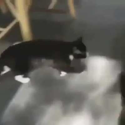 "Okay, I think I lost him- OH SHIT!"
