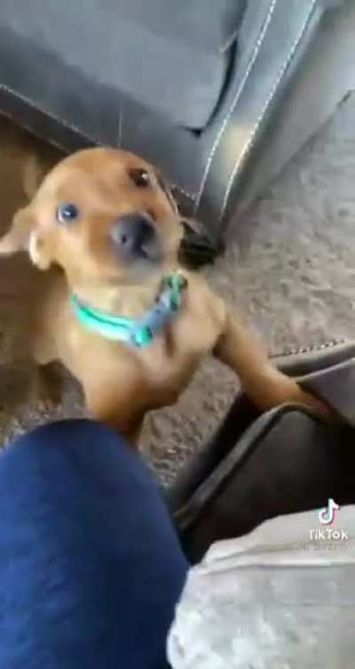 A better cut of puppy do what puppy want