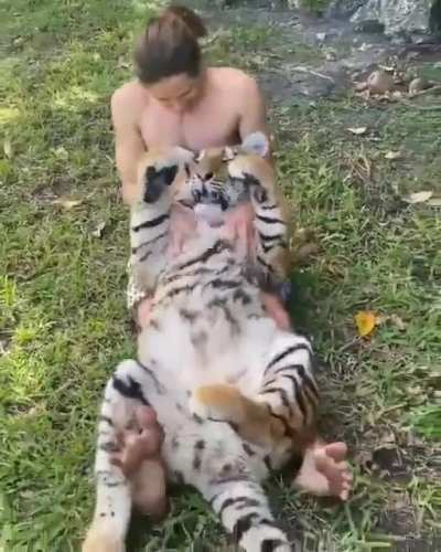 gatinho