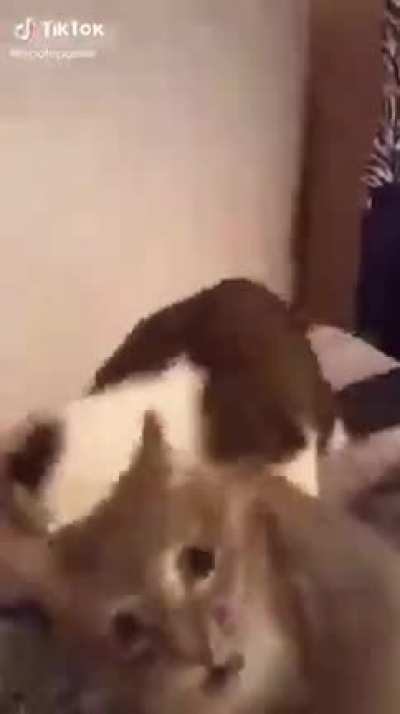 Cat bites