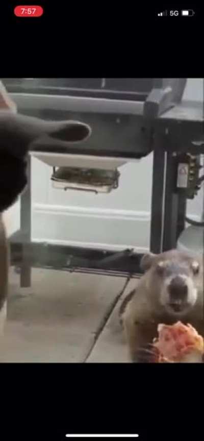 Ever seen a groundhog taunt a dog by eating pizza?