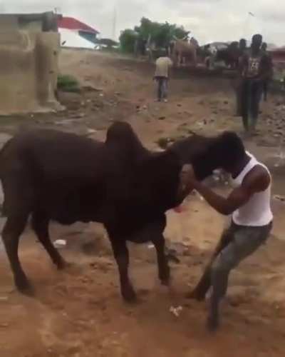 1 v 1 with a cow.