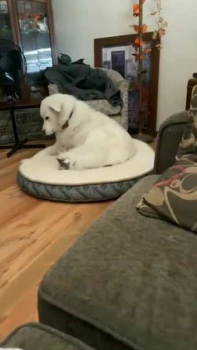 king of the house